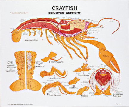1885-01 Crayfish Poster unmounted