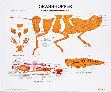 1886-01  Grasshopper unmounted