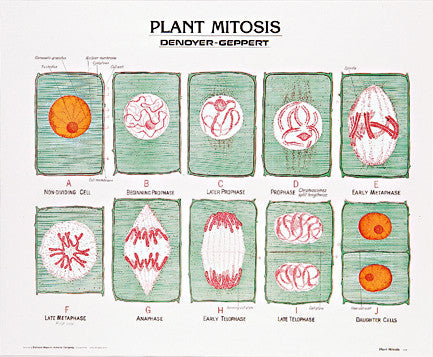 1893-10  Plant Mitosis Poster Mounted