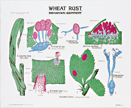 1895-10  Wheat Rust Life History