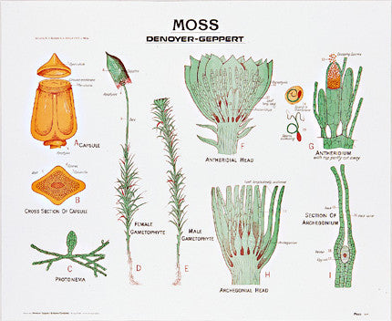 1897-10-AL Moss Wall Chart with Aluminum Edging