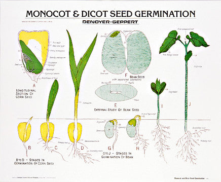 1900-10  Monocot and Dicot Seed Germination