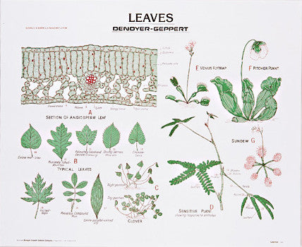 1903-10  Leaves