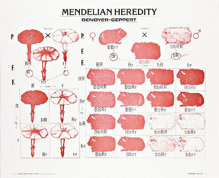 1905-10 Mendelian Heredity Poster, mounted