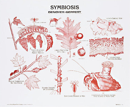 1907-10  Symbiosis