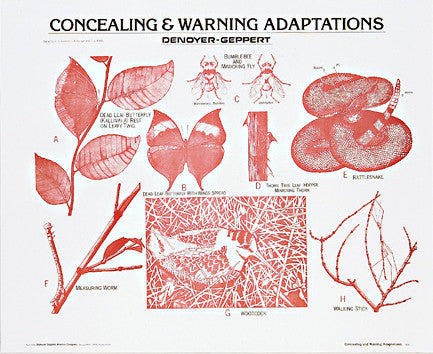 1908-10 Concealing and Warning Adaptations