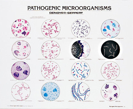 1910-01  Pathogenic Microorganisms unmounted