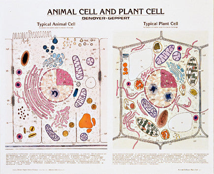 1911-10  Animal and Plant Cell