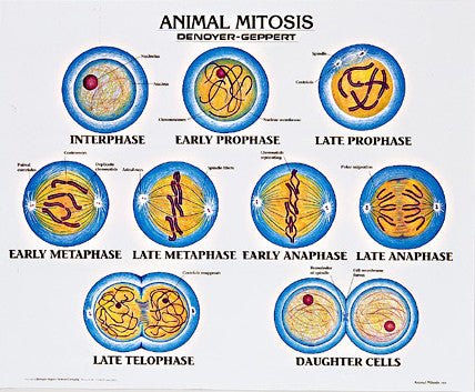 1912-10  Animal Mitosis mounted