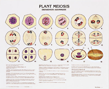 1915-10  Plant Meiosis Poster Mounted