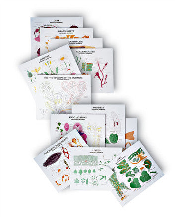 1990-41  Complete Biology Series of 35 charts with stand
