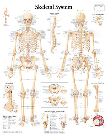 2100-08 Skeletal System