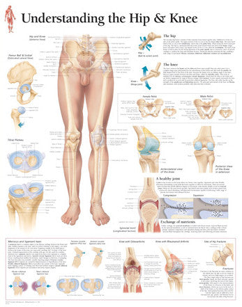 2102-08 Understanding the Hip and Knee