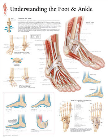 2104-08 Understanding the Foot and Ankle – Denoyer-Geppert Science Company