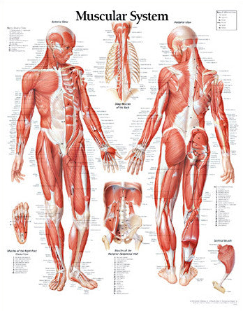 2110-08 Muscular System