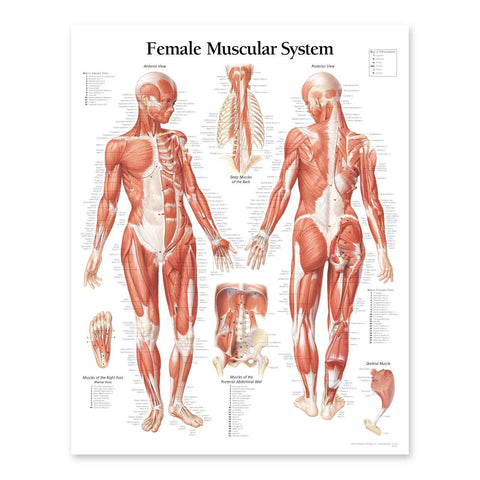 2111-08 Female Muscular System Anatomical Chart
