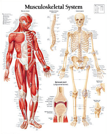 2112-08 Musculoskeletal System