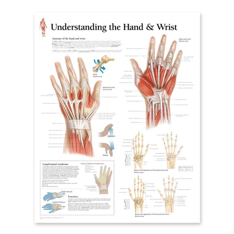 2115-08 Understanding the Hand and Wrist Anatomical Poster
