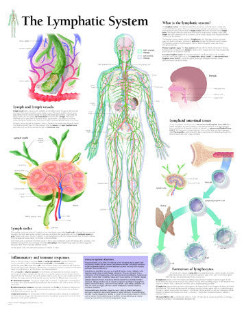 2124-08 The Lymphatic System