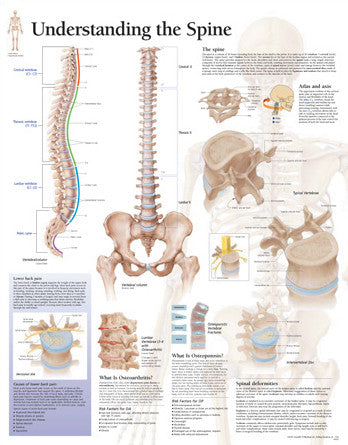 2151-08 Understanding the Spine – Denoyer-Geppert Science Company