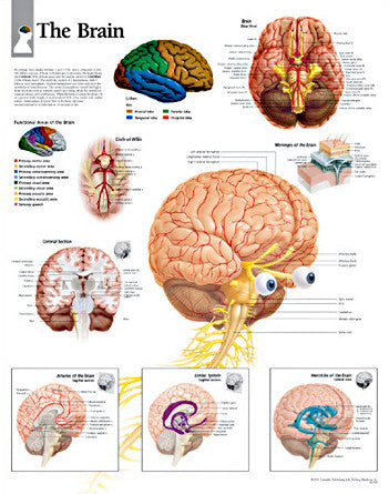 2170-08 The Brain