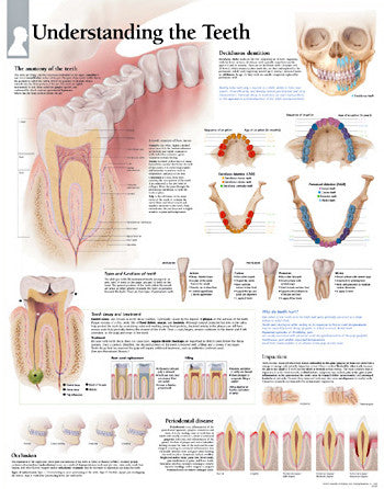 2230-08 Understanding the Teeth