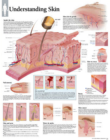 2250-08 Understanding the Skin – Denoyer-Geppert Science Company