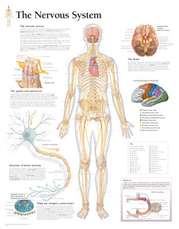 2270-08 The Nervous System
