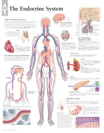 2280-08 The Endocrine System