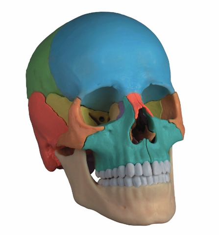 SK29P Beauchene Adult Human Skull Model - Didactic Colored Version, 22 part