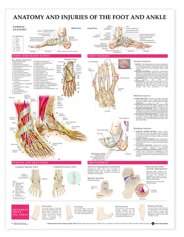 2379-08S Anatomy and Injuries of the Foot and Ankle