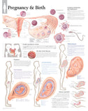 0304-11/9  Five-Stage Human Pregnancy Series