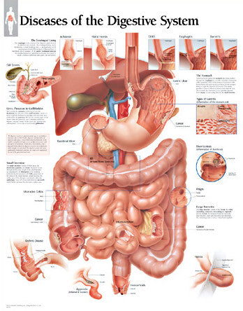 2552-08 Diseases of the Digestive System