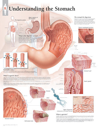 2553-08 Understanding the Stomach