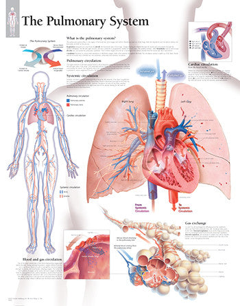 2800-08 The Pulmonary System