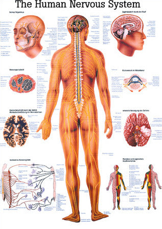 3005P-08 The Human Nervous System