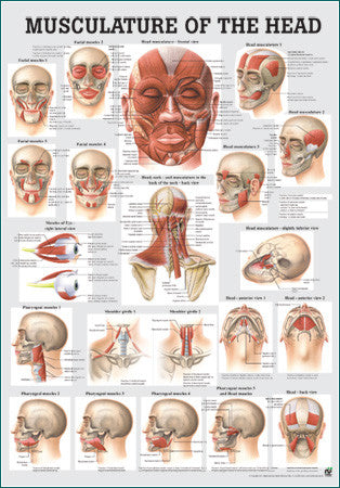 3047P-08 Muscles of the Head