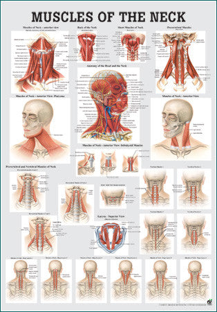 3048P-08 Muscles of the Neck