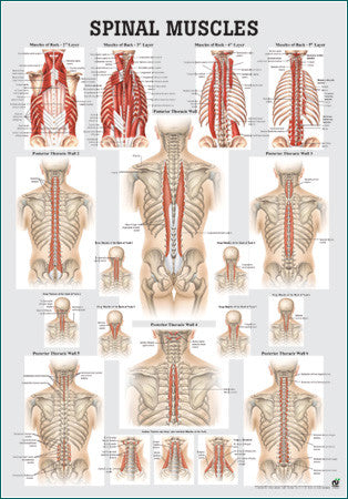 3049P-08 Muscles of the Spine