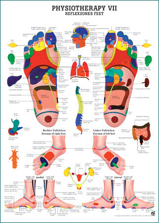 3097P-08 Reflex Zones of the Feet