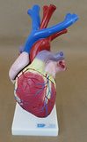A642 Heart with major blood vessels