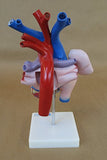 A642 Heart with major blood vessels