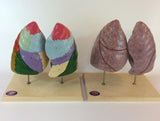 0195-00 Human Lungs Set, Naturalistic and Painted