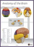 7170-08N Poster Size Brain Anatomy Chart NUMBERED