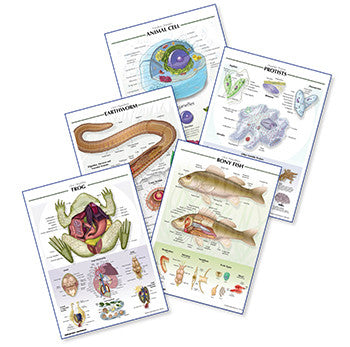 7500-40RR Zoology Poster Set of 4 - Raised Relief