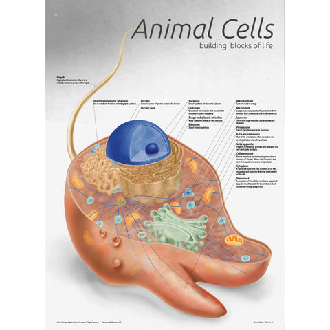 7501-08  Animal Cell Poster