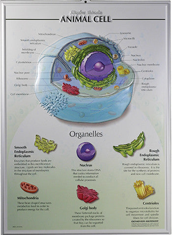7501-RR Animal Cell Poster, Raised Relief