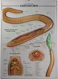 7500-40RR Zoology Poster Set of 4 - Raised Relief