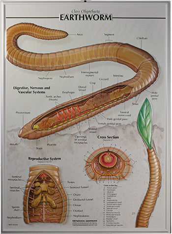 7503-RR Earthworm Poster - Raised Relief