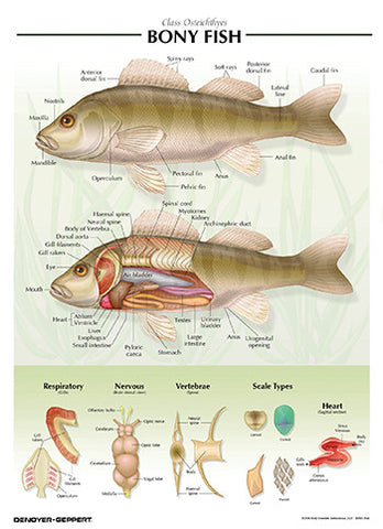 7504-08  Fish Poster